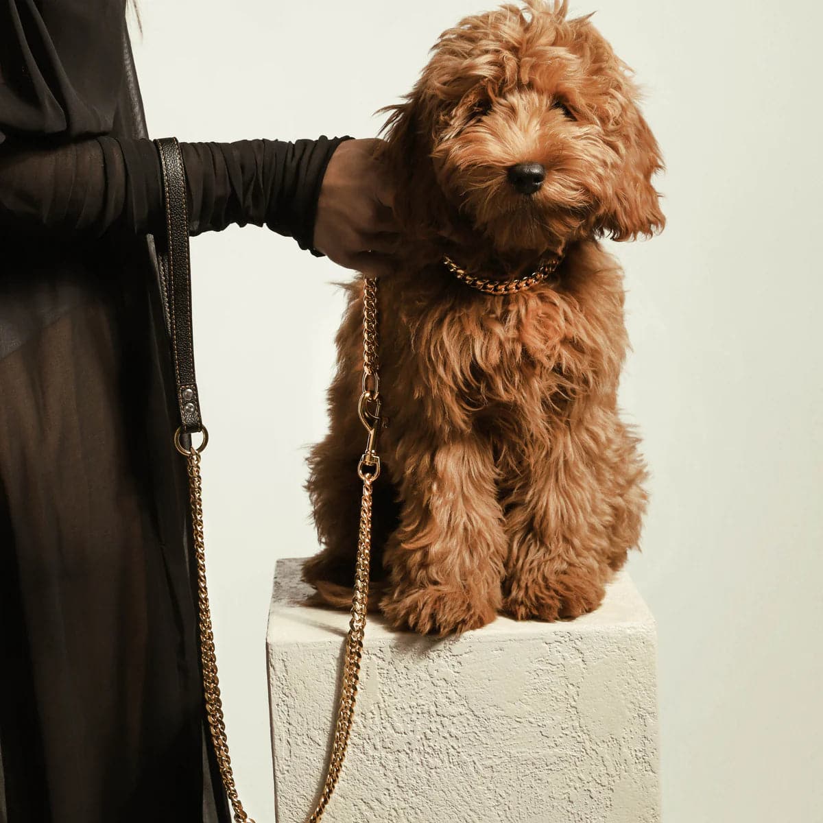 Collar for online cockapoo puppy